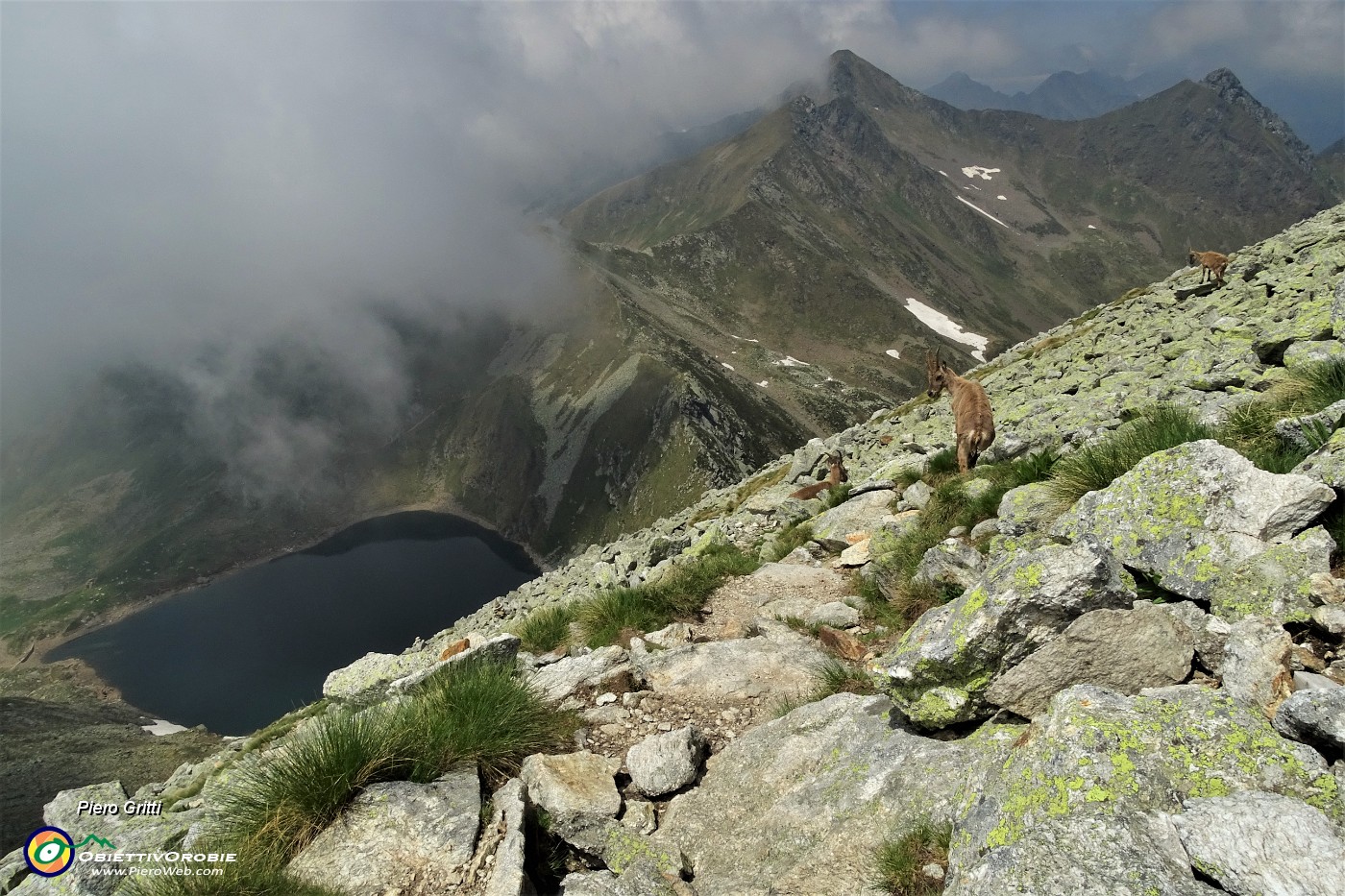 41 Tre stambeccchi con vista sul Lago Moro.JPG